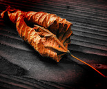 Leaf