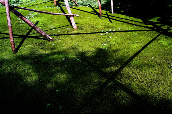 Voice of tranquillity