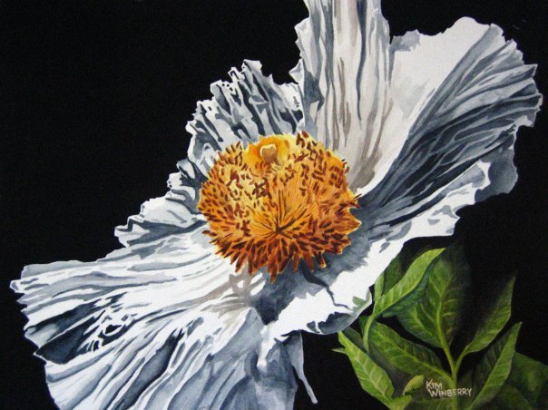 Madera Poppy