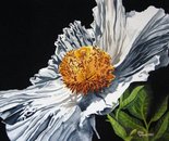 Madera Poppy