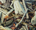 Point Lobos Memories,Carmel