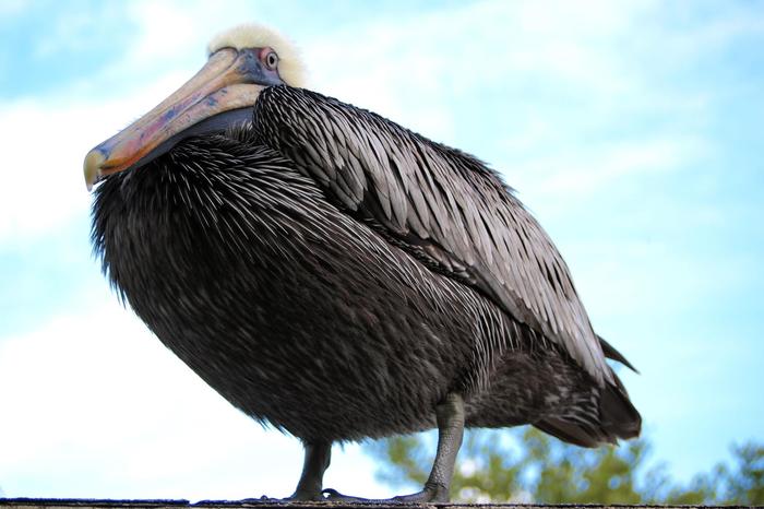 Pelican