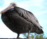 Pelican