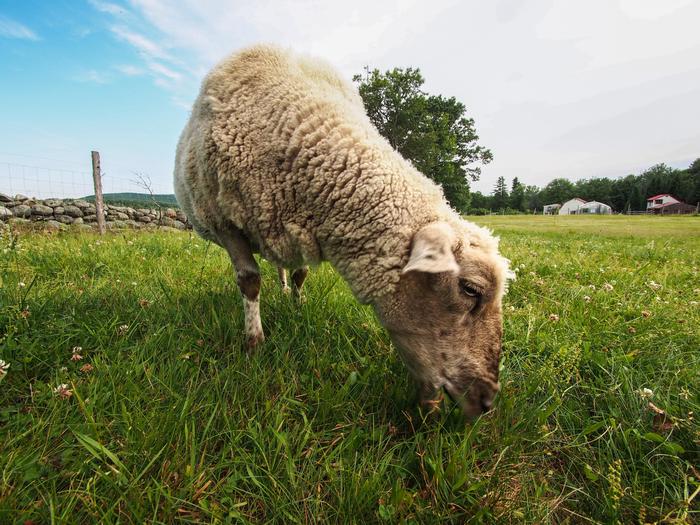 Sheep Grazing