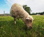 Sheep Grazing