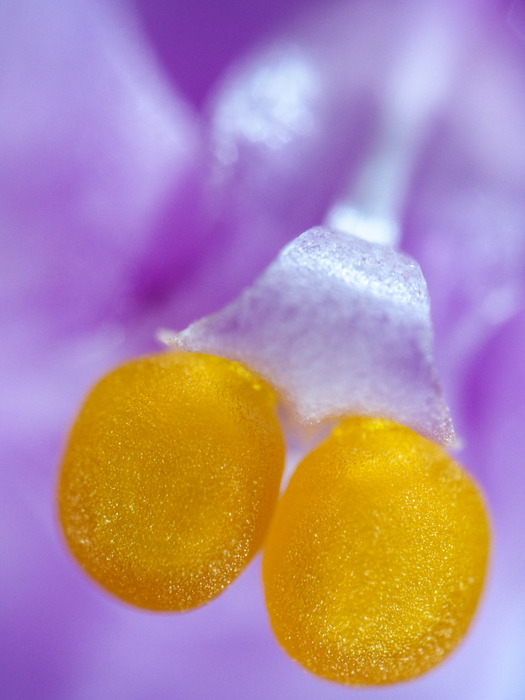 Orchid
