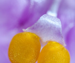 Orchid