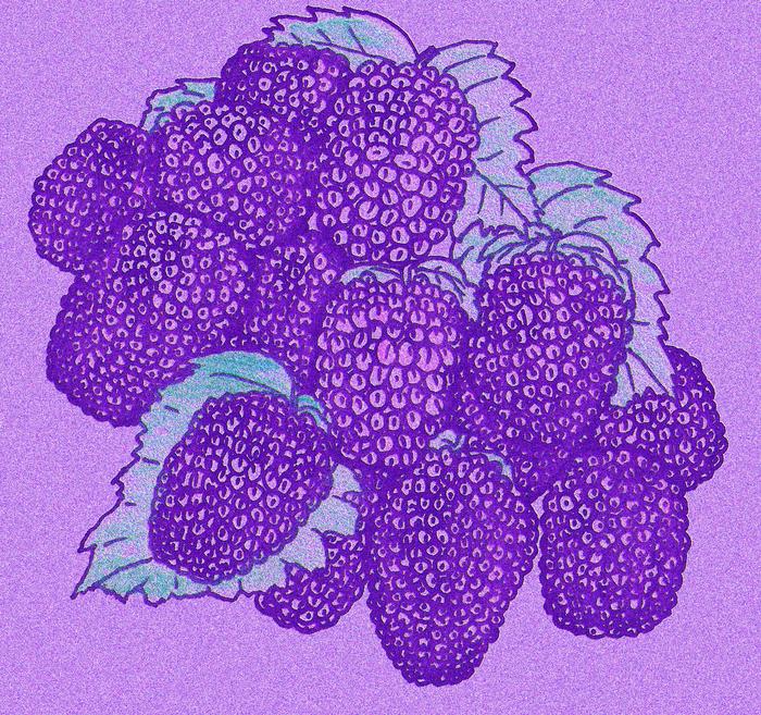 Blackberry