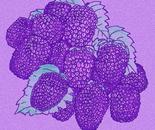 Blackberry