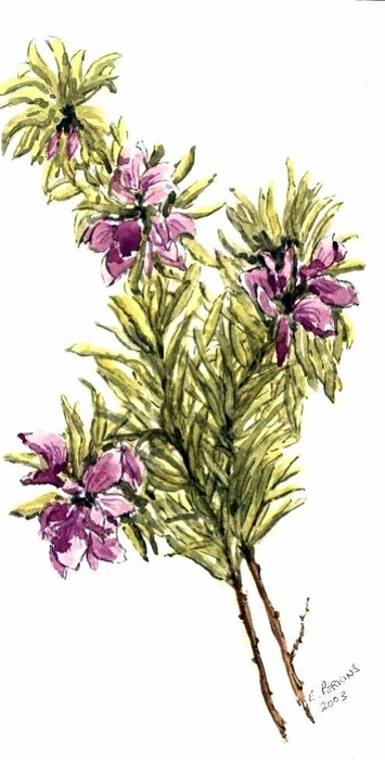 Just A Sprig