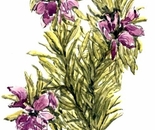 Just A Sprig