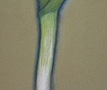 poireau
