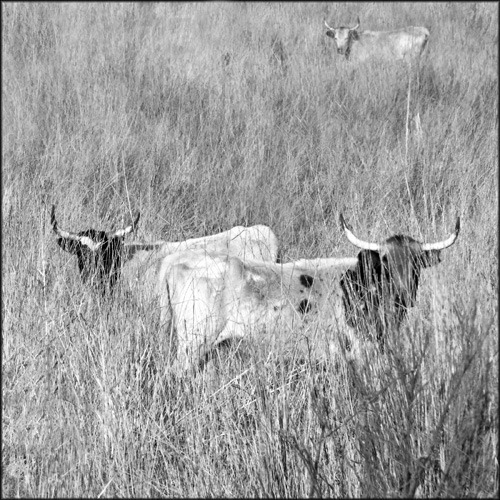 Cattle