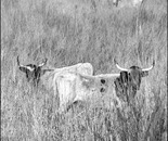 Cattle
