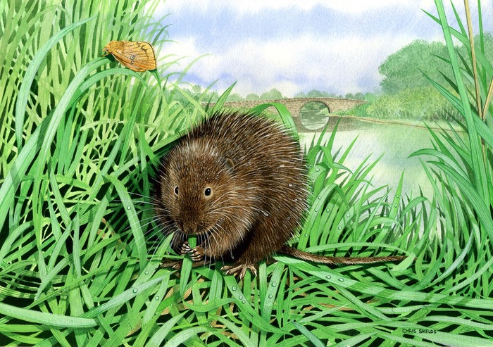 Water Vole (Arvicola amphibius) 