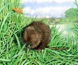 Water Vole (Arvicola amphibius) 