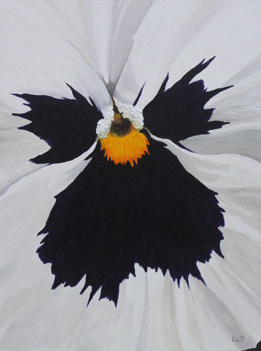 Close up Pansy