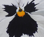 Close up Pansy