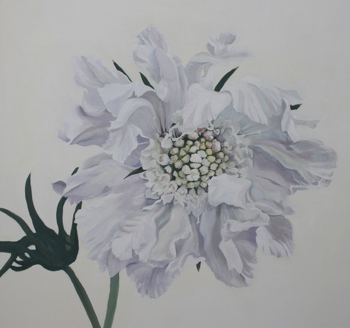 Scabious