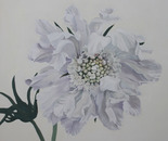 Scabious