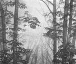 Mountain Mystique