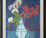 phalaenopsis