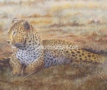 Leopard Resting 