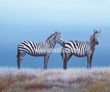 Zebras against a Blue Sky 