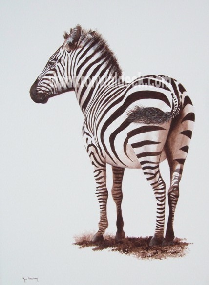 Zebra