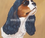 Cavalier King Charles Spaniel