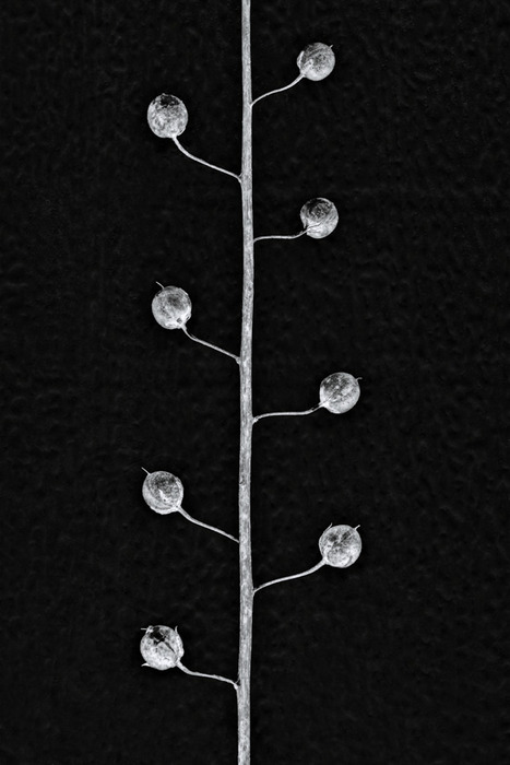 Seed Patterns