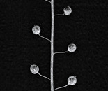 Seed Patterns