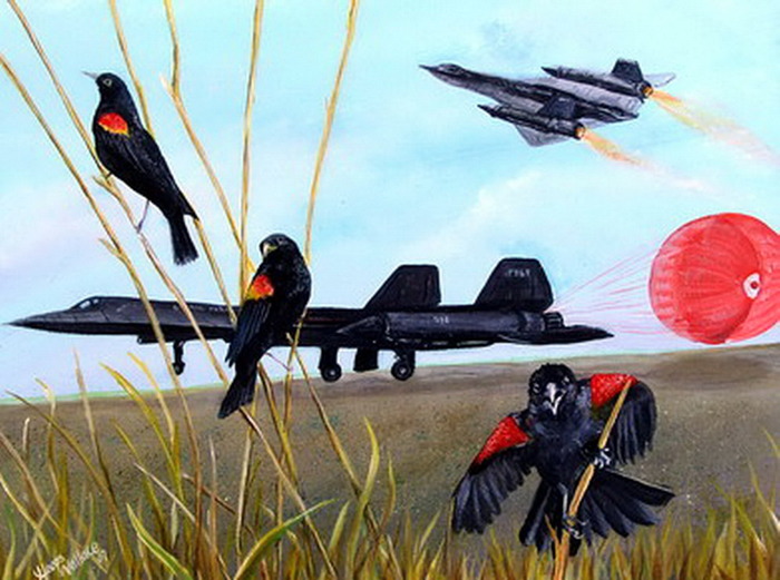 Black Bird