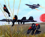 Black Bird