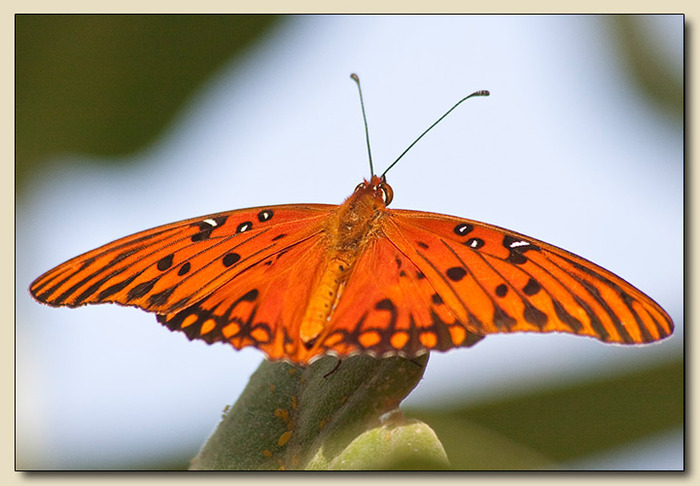 Gulf Fritillary Butterfly