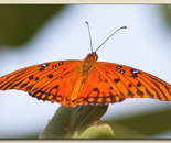 Gulf Fritillary Butterfly