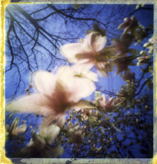 Magnolia Blossom