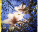 Magnolia Blossom