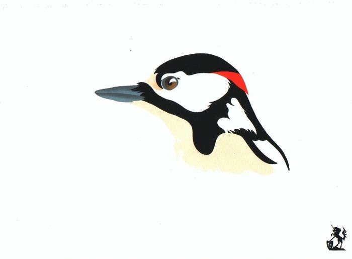 Of Feathers and Beaks: Great Spotted Woodpecker