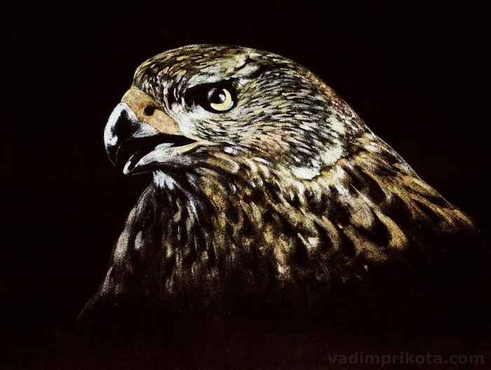 Hawk
