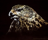 Hawk