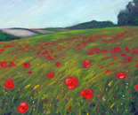 Poppy field