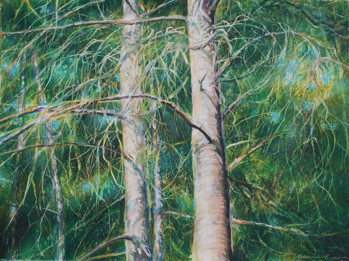 Eastern White Pine