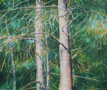Eastern White Pine