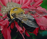 bumble bee