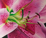 Lily Girl