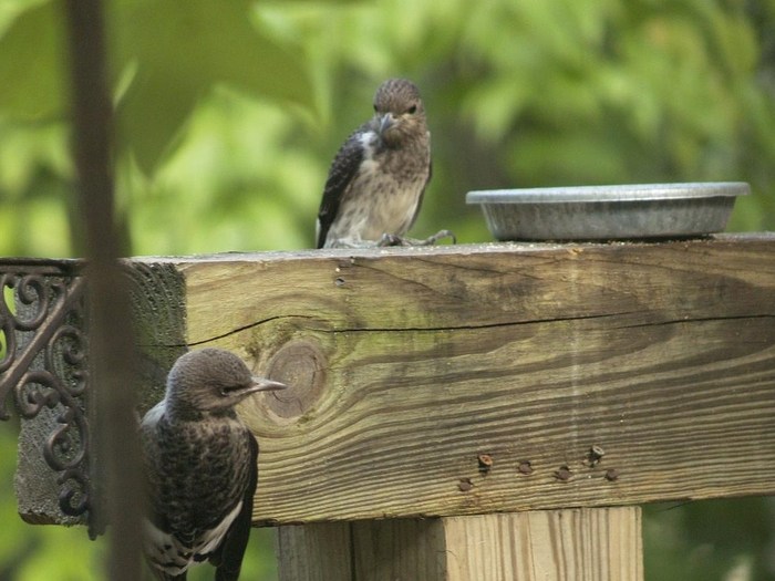 Young Red headed woodpeckers
