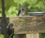 Young Red headed woodpeckers