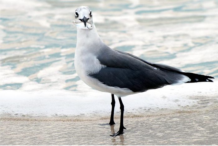 Sea Gull