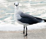 Sea Gull